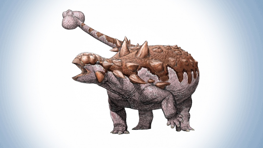 Ankylosaurus. Piirros:  Julius Csotonyi