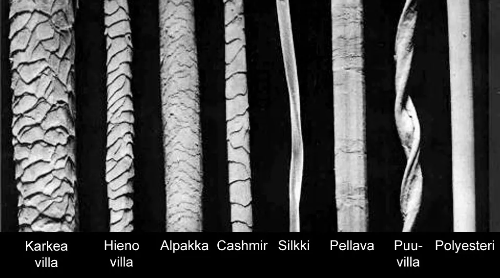 Kuitujen vertailua