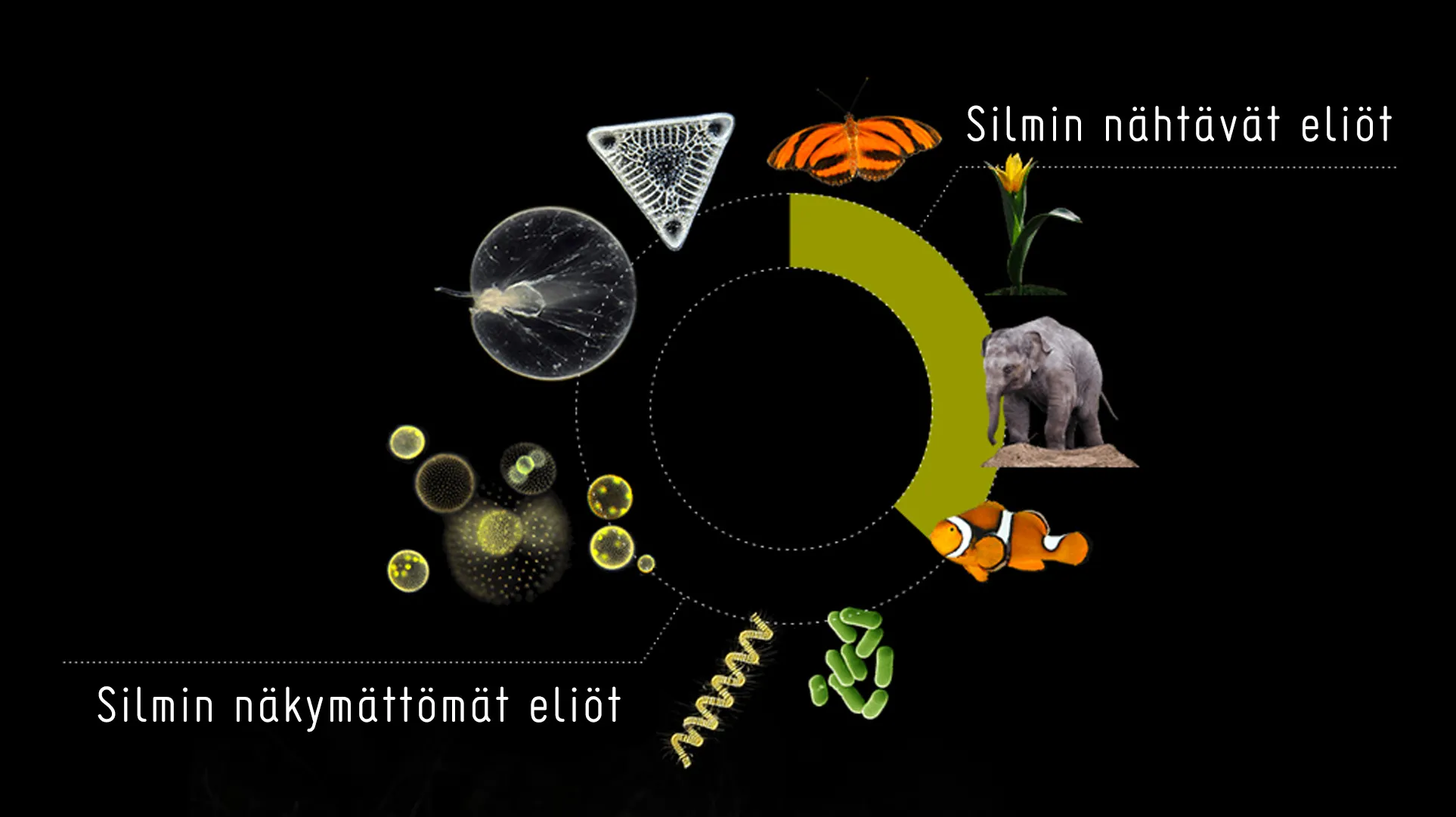 Eliöt
