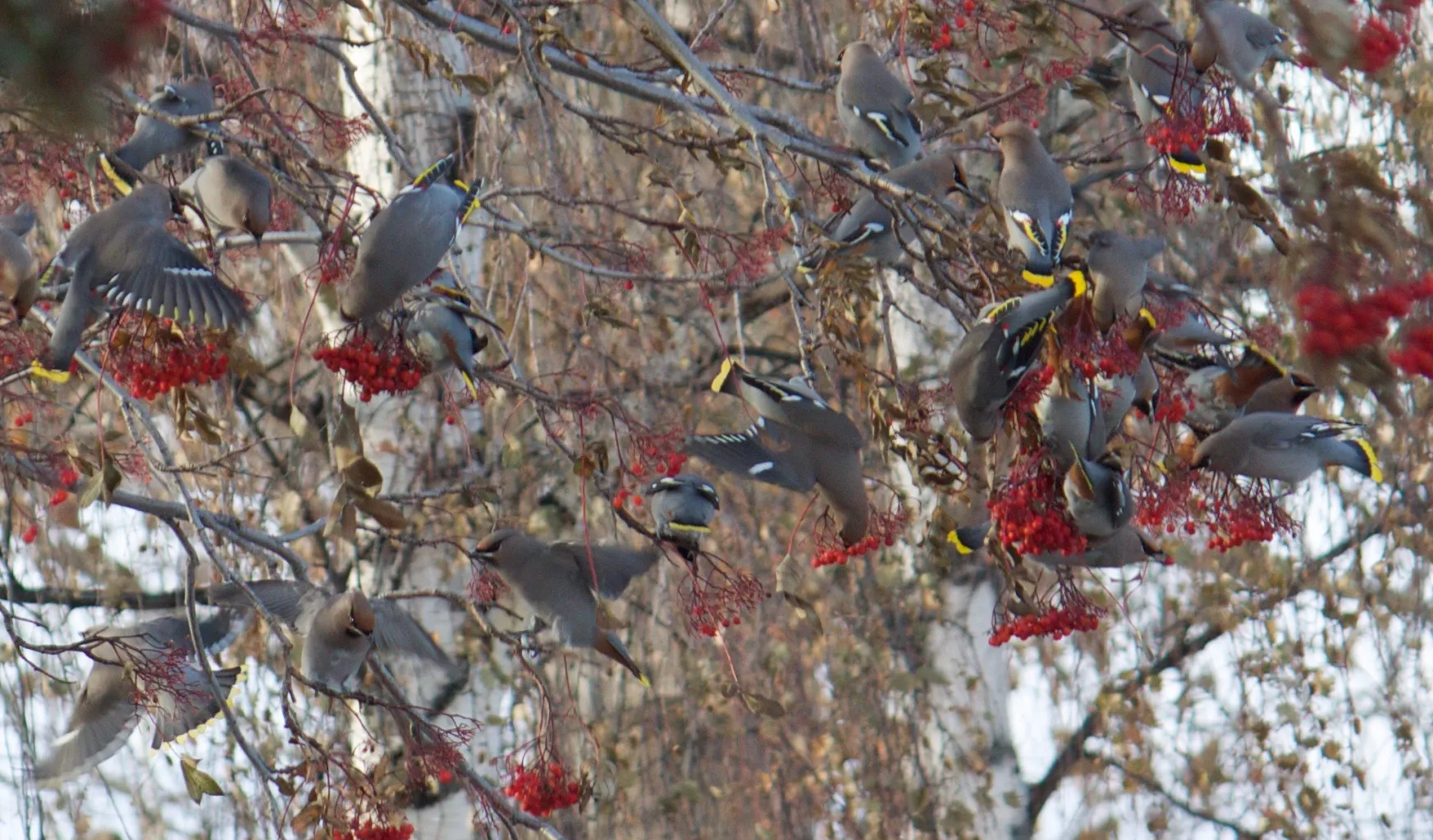 Kuva: Tuchodi / Flickr