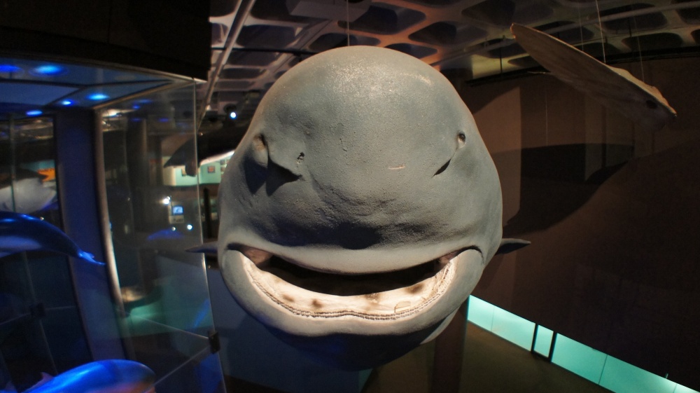 Iziko-museon täytetty hai
