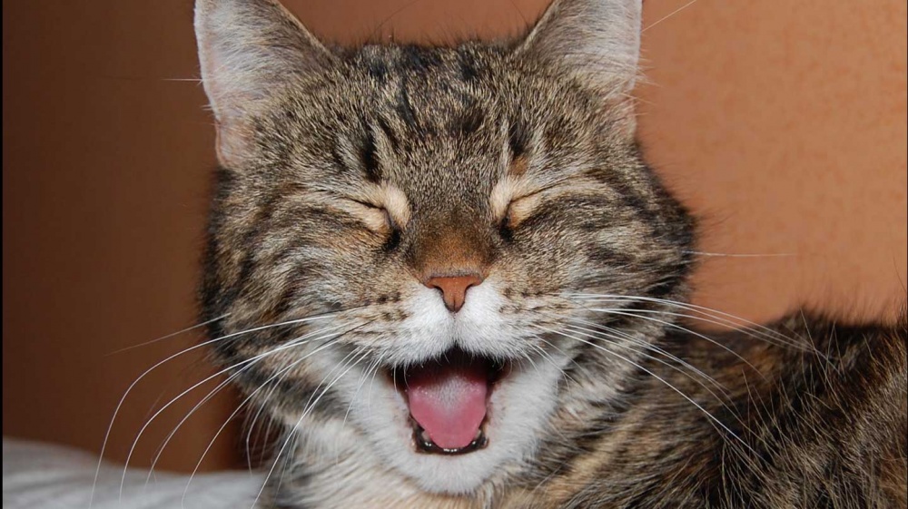 Naurava kissa, joka kuuntelee kissamusiikkia.