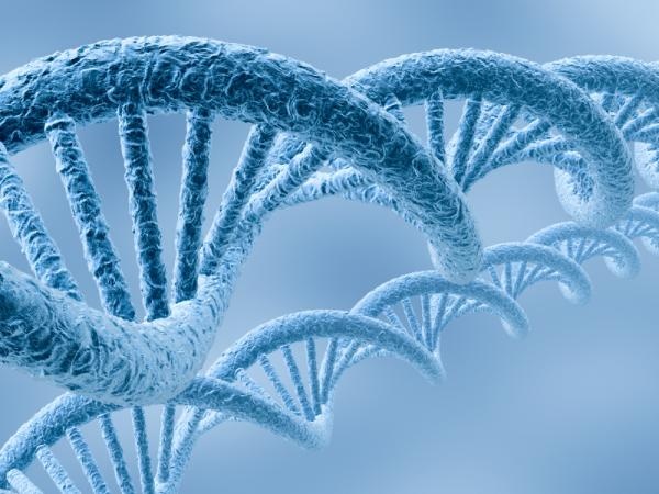 Ihmisen DNA-kierrettä