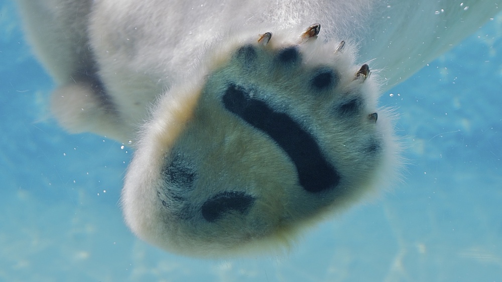 Jääkarhun käpälä