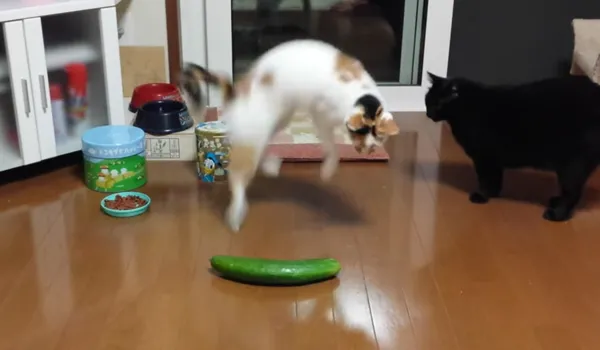 Kissa ja kurkku