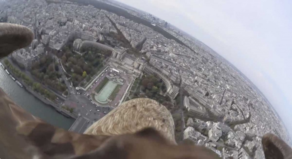 Kotka lentää Pariisin taivaalla