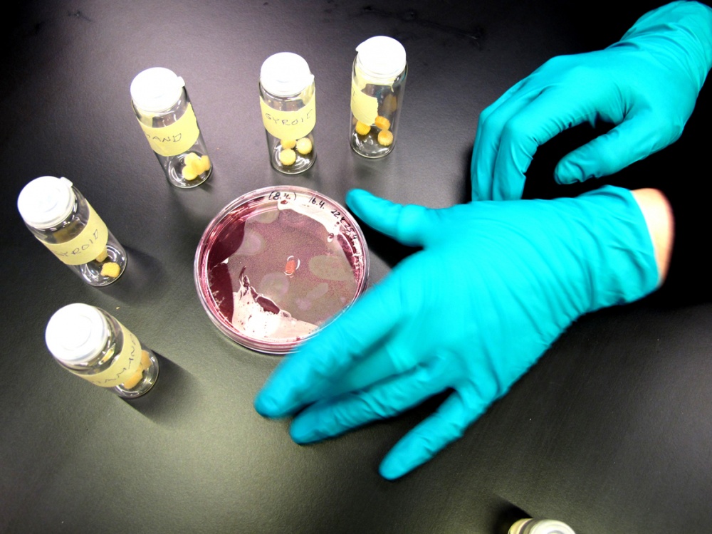 Petrimaljalla on hiirensoluista kasvatettu pihvi. Purkeissa on polymeerimuotteja, joiden avulla solut kasvatetaan. Kuva Ulla Taipale
