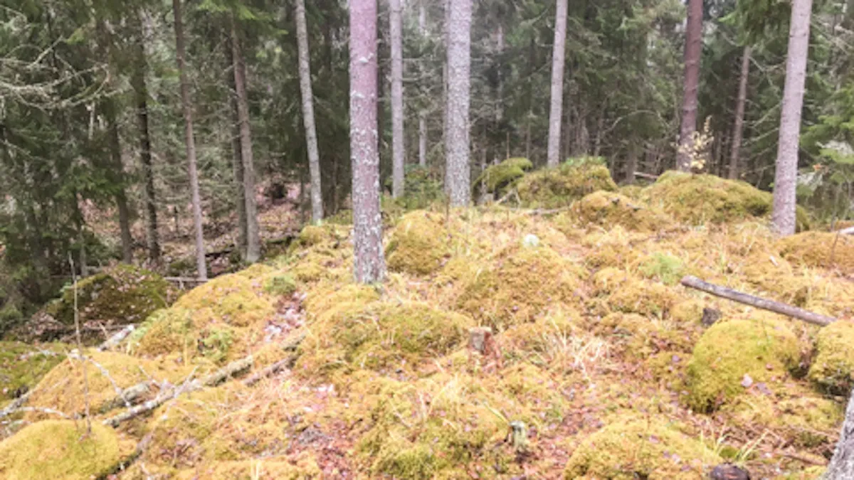 Murtoo on vaikeasti havaittavissa oleva pitkänomainen kumpare. Kuva: Kari Kajuutti.