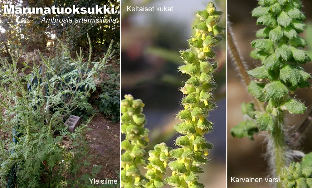 Marunatuoksukin tuntomerkkejä (Meneerke bloem / Andrew Butko)