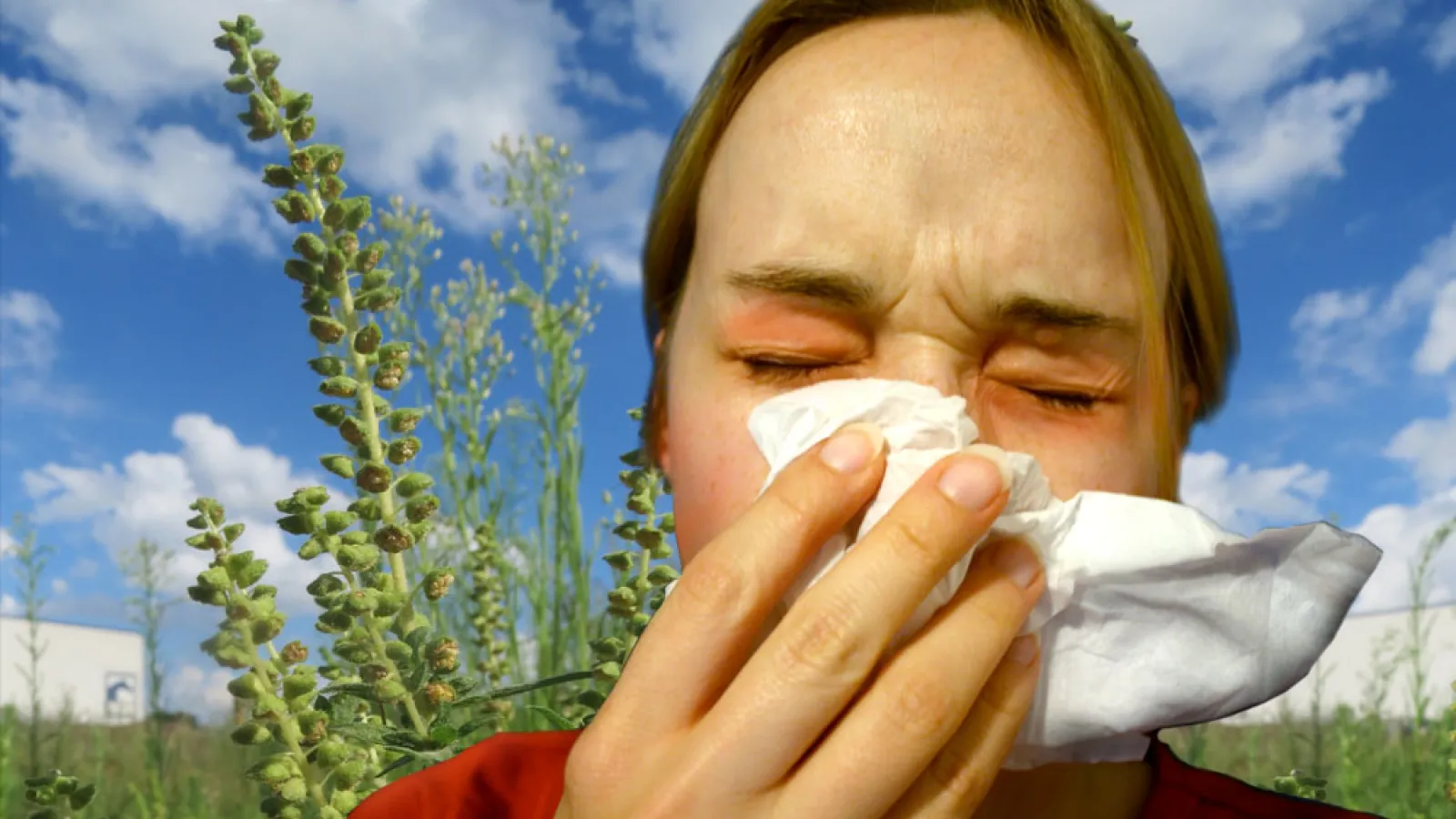 Marunatuoksukki allergisoi helposti (Megan Myers / Andreas Rockstein)
