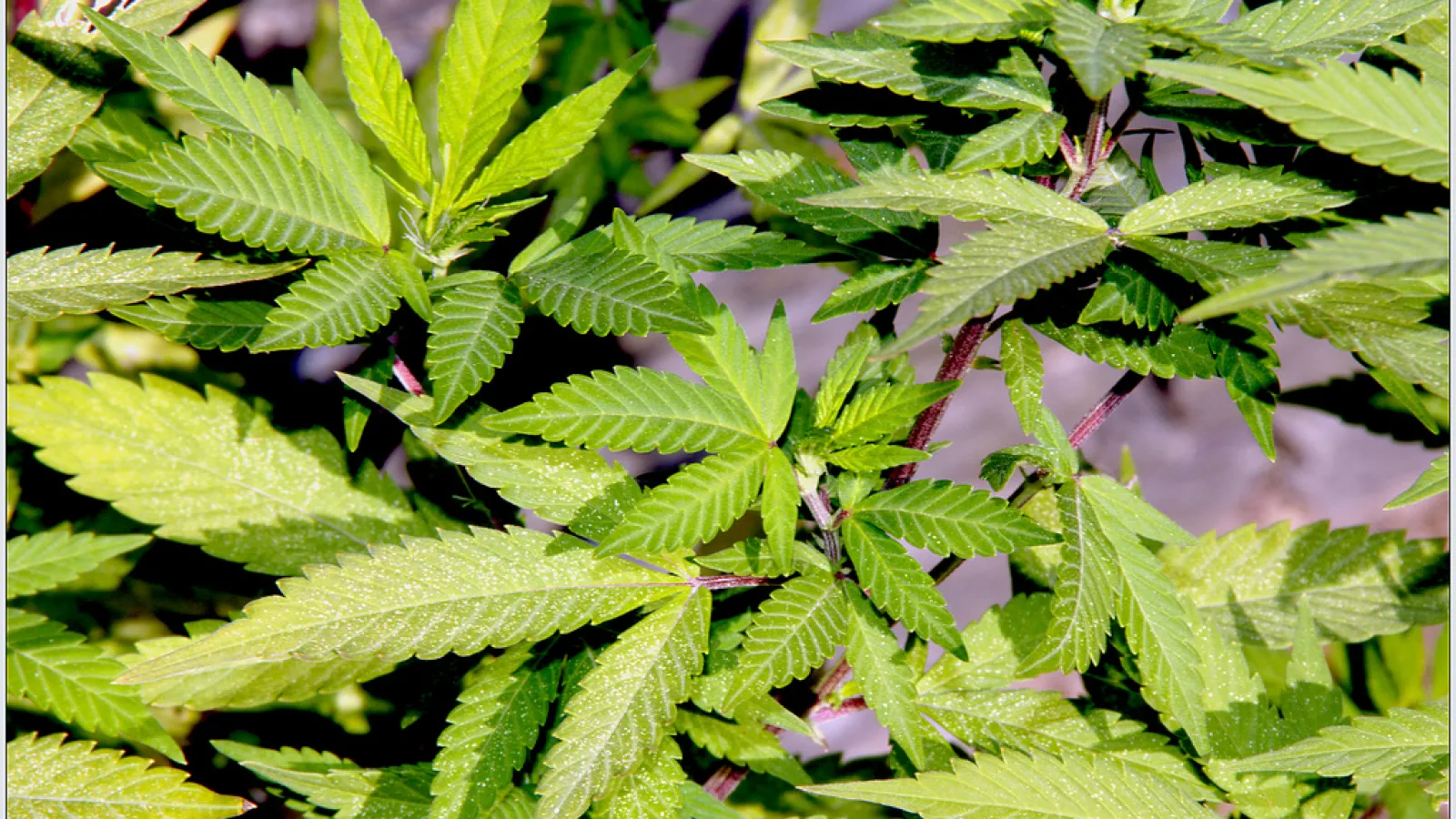Kannabis