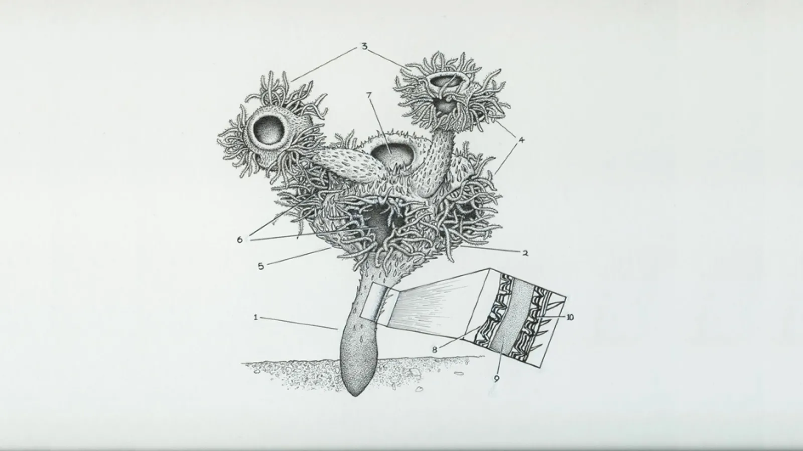 Namacalathus hermanastes