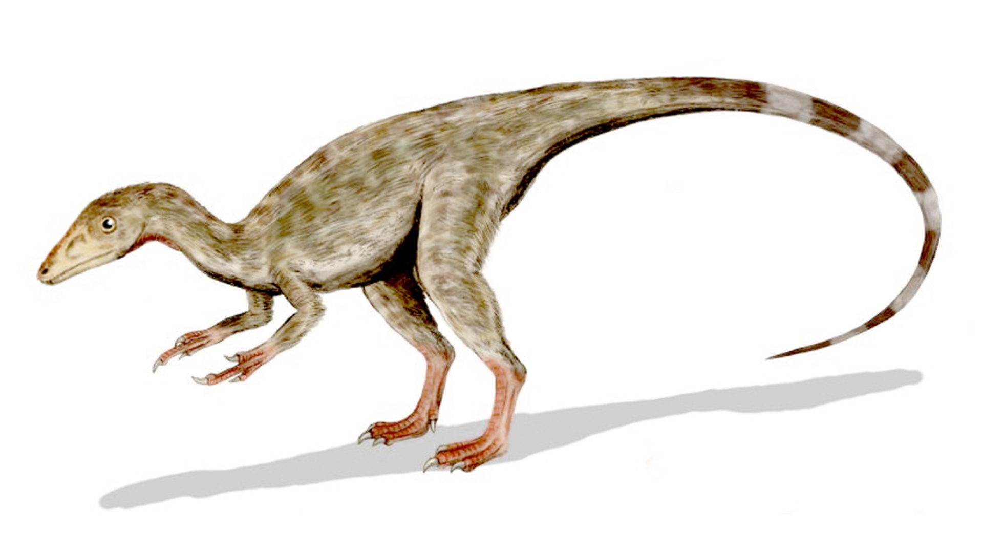 Compsognathus