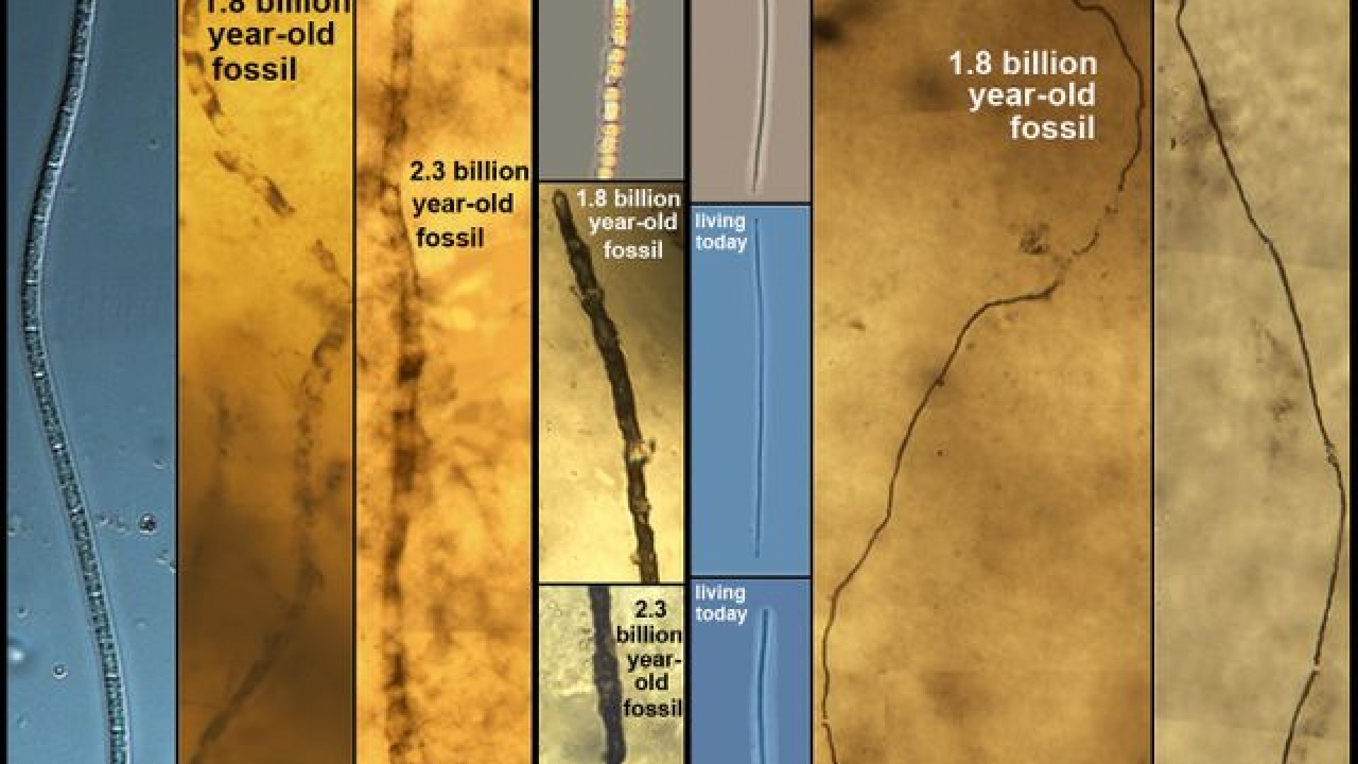 Kuva: UCLA Center for the Study of Evolution and the Origin of Life