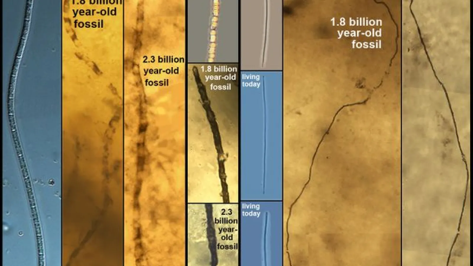 Kuva: UCLA Center for the Study of Evolution and the Origin of Life