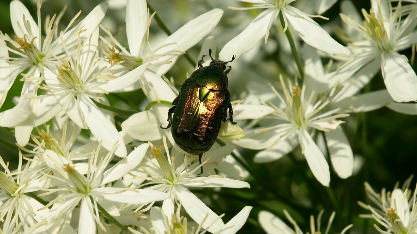 Cetonia aurata