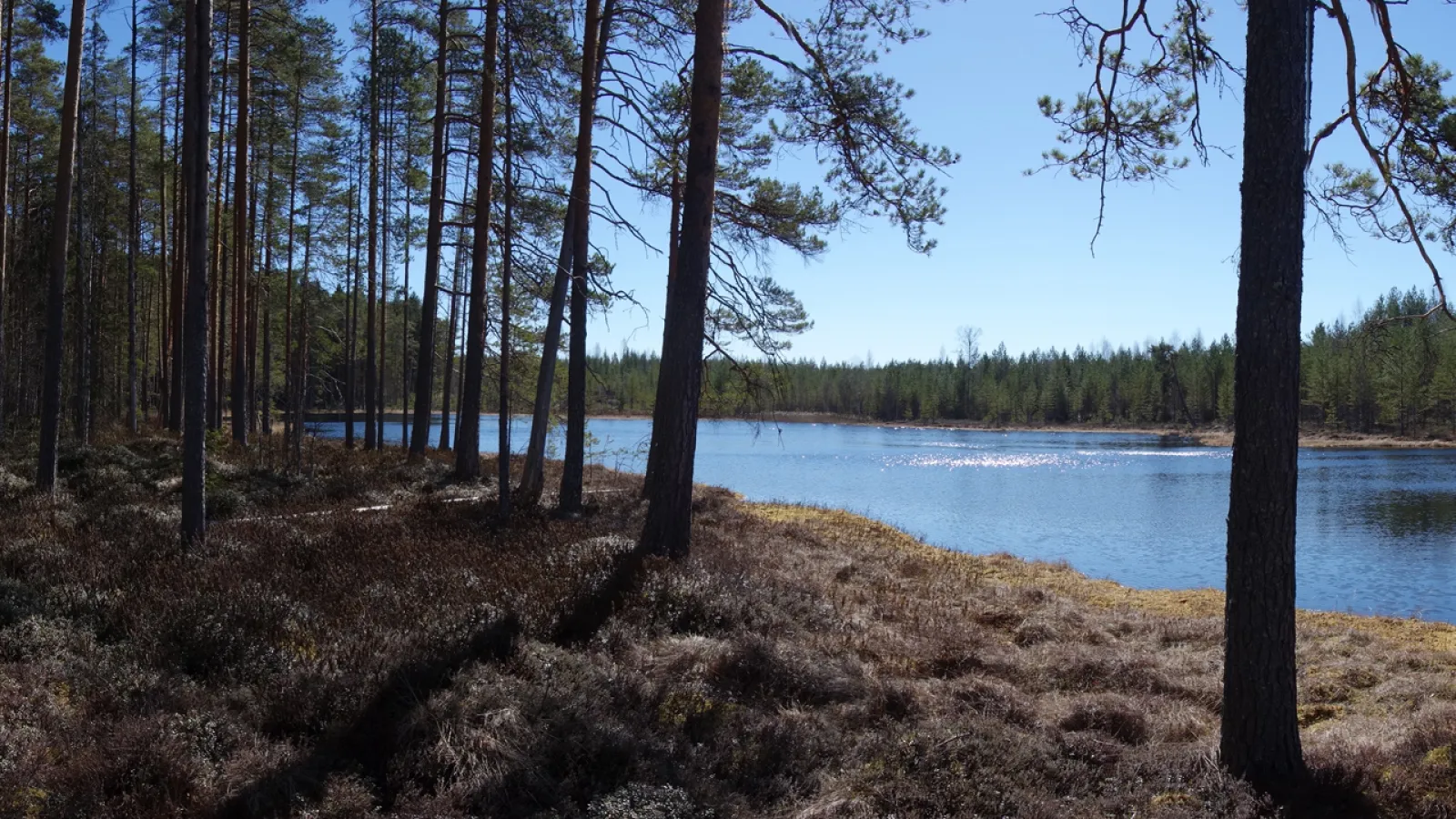 Metsää ja järvi. Kuva: flickr/Ville