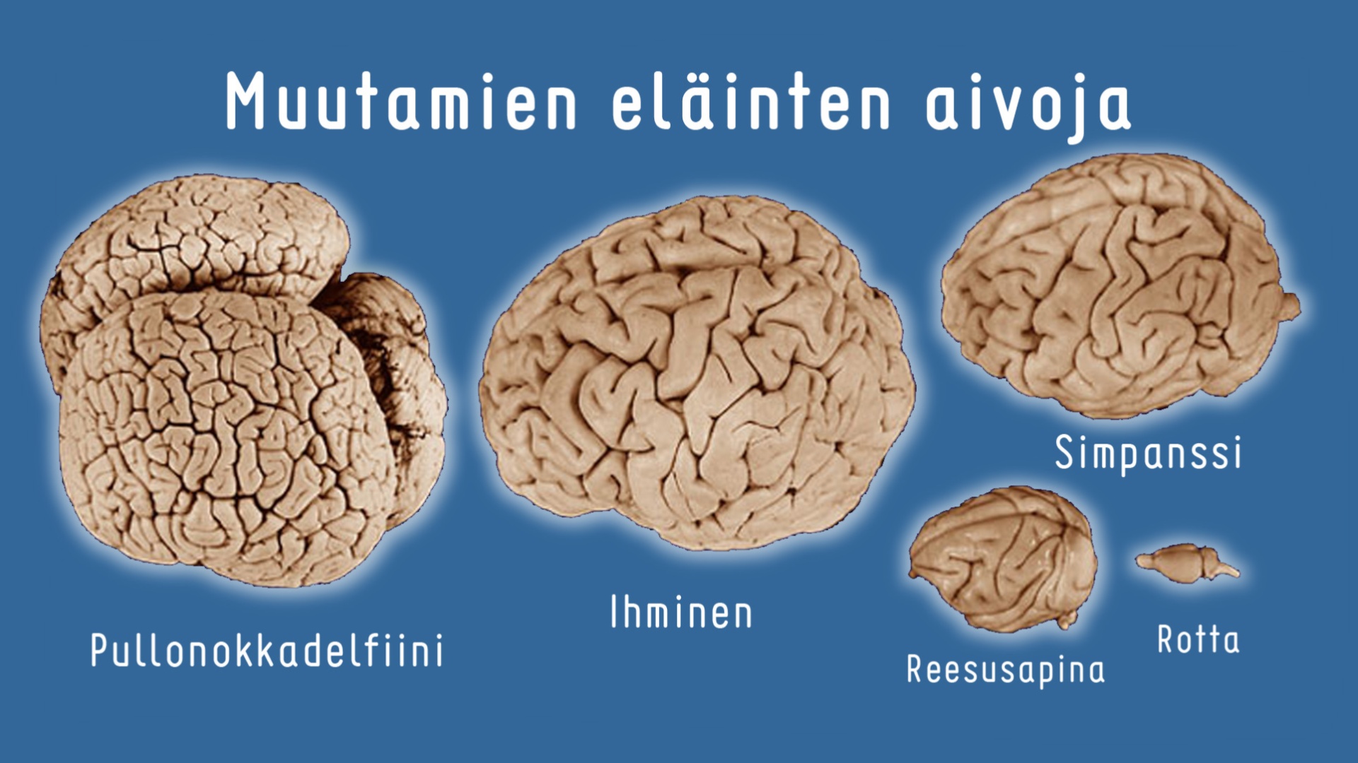 Eri eläinten aivoja kokovertailussa