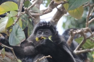 Apina syö lehtiä