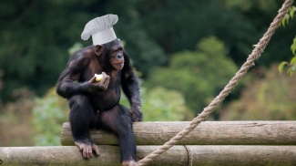 Simpanssi kokin hattu päässään (kuvamuokkaus)
