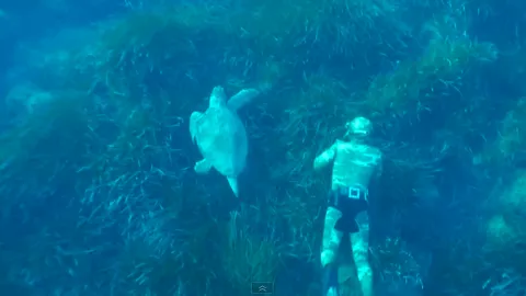 Diving