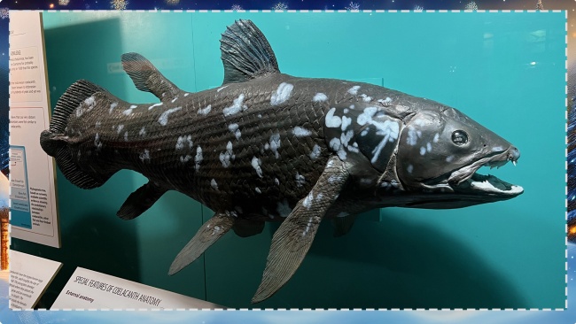 Coelacanth, eli varsieväkala